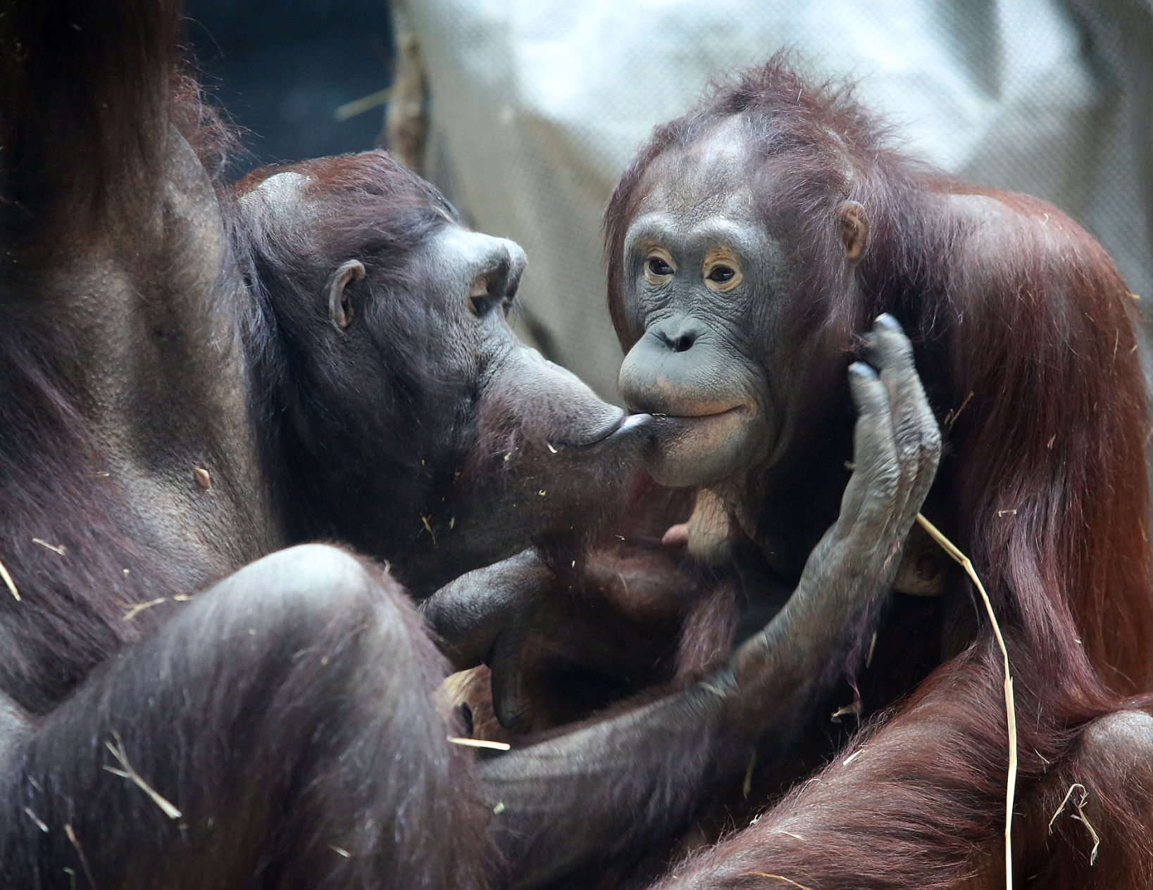 Zoo Orangutans